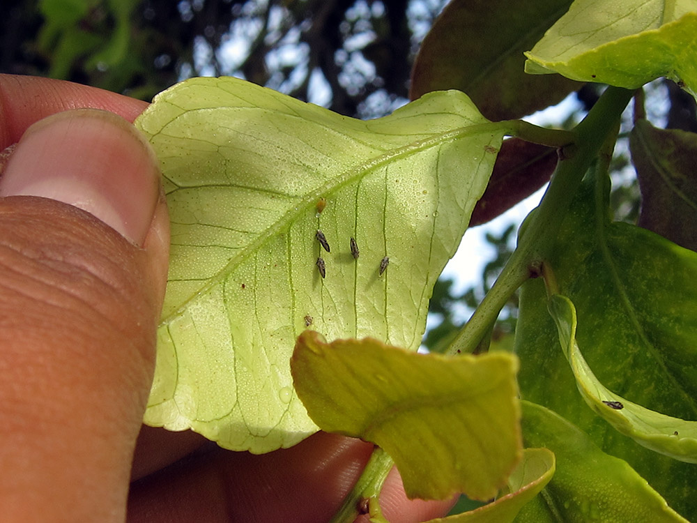Cómo encontrar al psílido asiático de los cítricos en hojas de cítricos