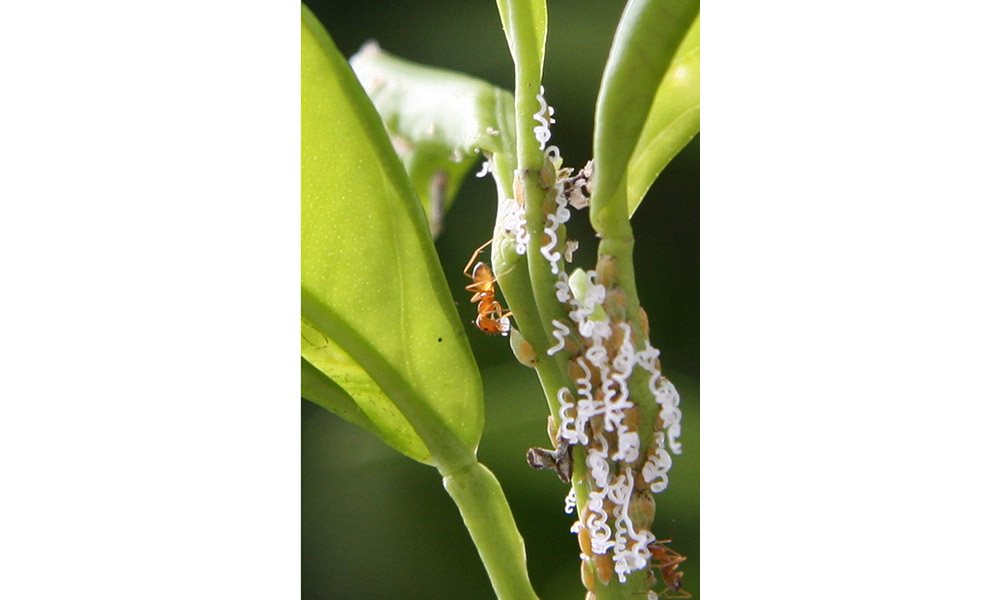 Hormigas y psílido asiático de los cítricos en la hoja de un árbol