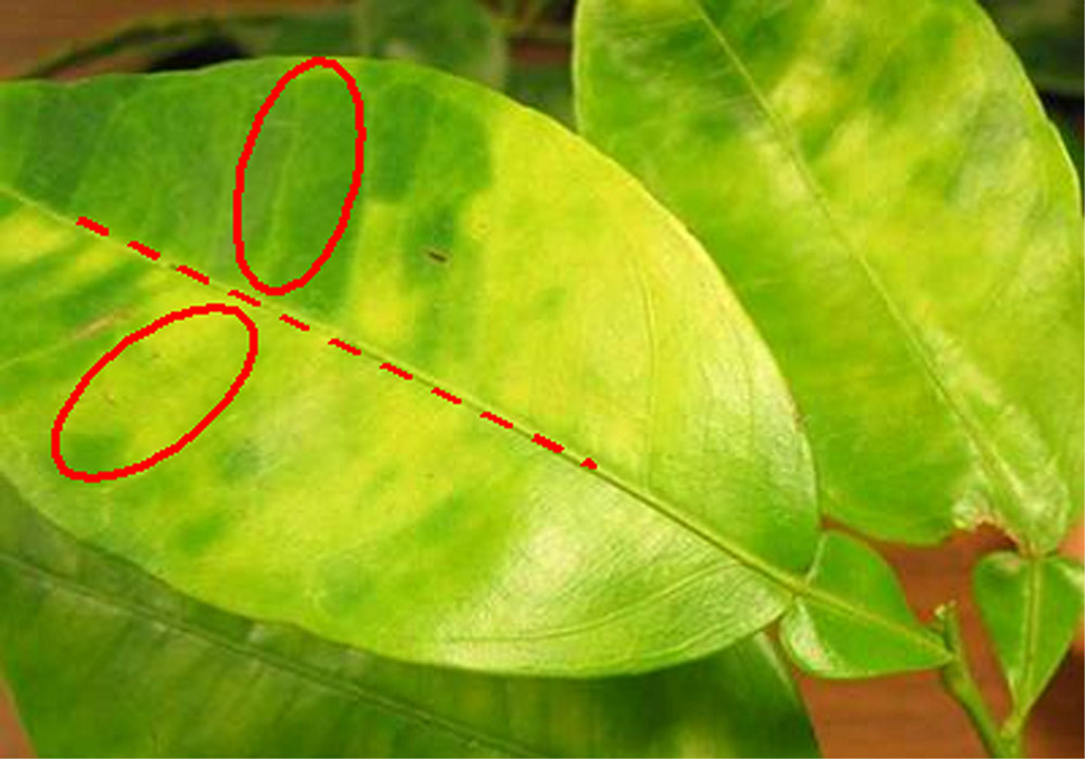 Amarillo asimétrico en las hojas a causa de la enfermedad Huanglongbing