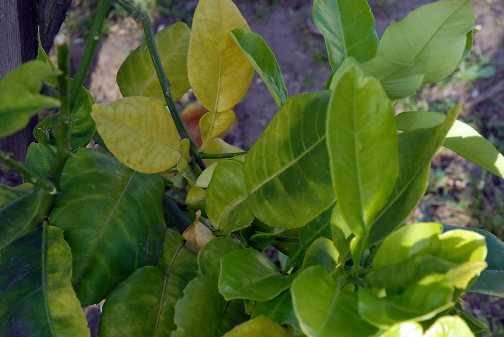 La Huanglongbing ocasiona hojas amarillas en árbol de cítricos