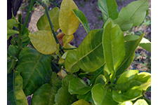 La Huanglongbing ocasiona hojas amarillas en árbol de cítricos
