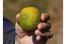 Se muestra en fruta el enverdecimiento de los cítricos